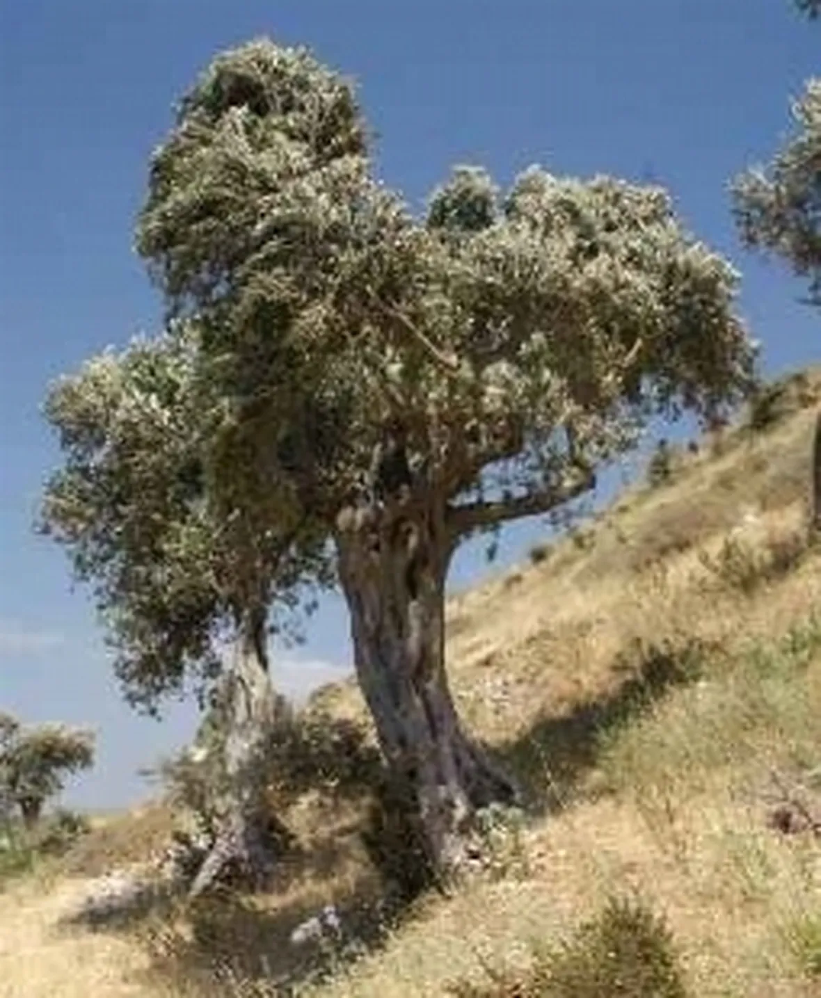 immagini ulivo