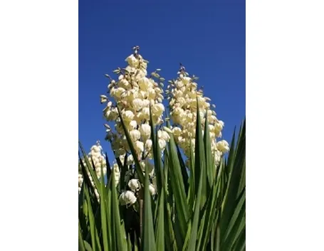 yucca fiorita