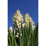 yucca fiorita