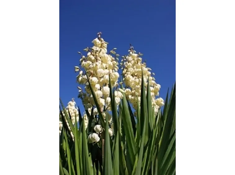 yucca fiorita