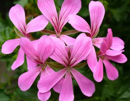 Fiori geranio parigino