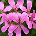 Fiori geranio parigino