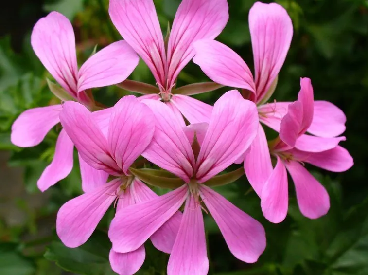 Fiori geranio parigino