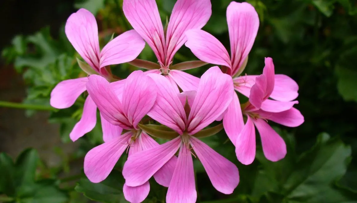 Fiori geranio parigino
