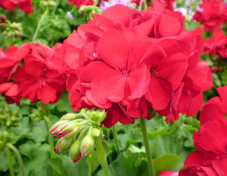 Bellissimi gerani in fiore