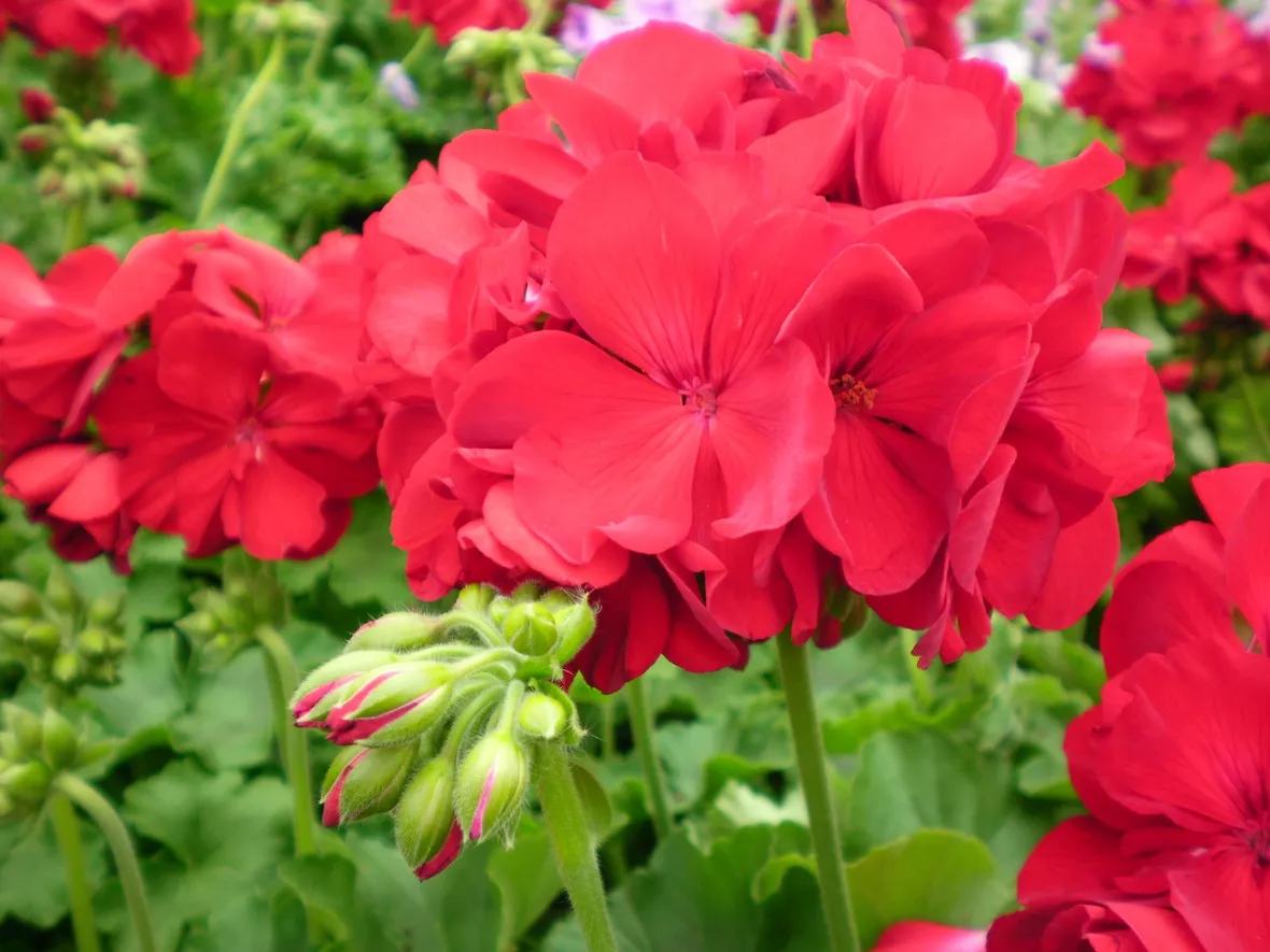 Bellissimi gerani in fiore