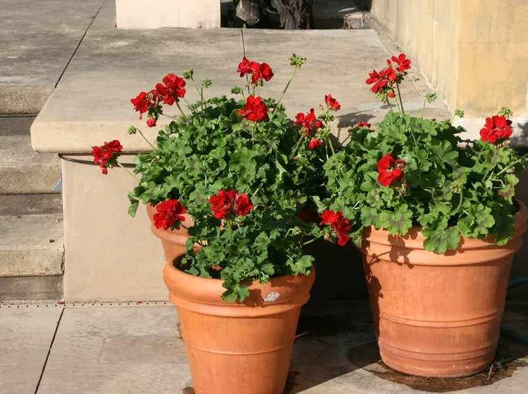 Dettaglio del fiore di geranio