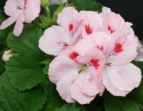 fiore geranio