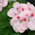 fiore geranio
