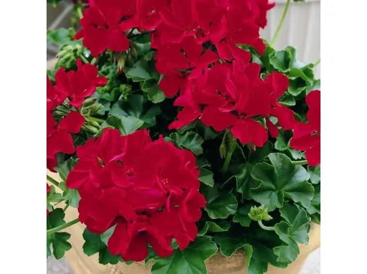 Fiore di geranio edera Caliente Deep Red