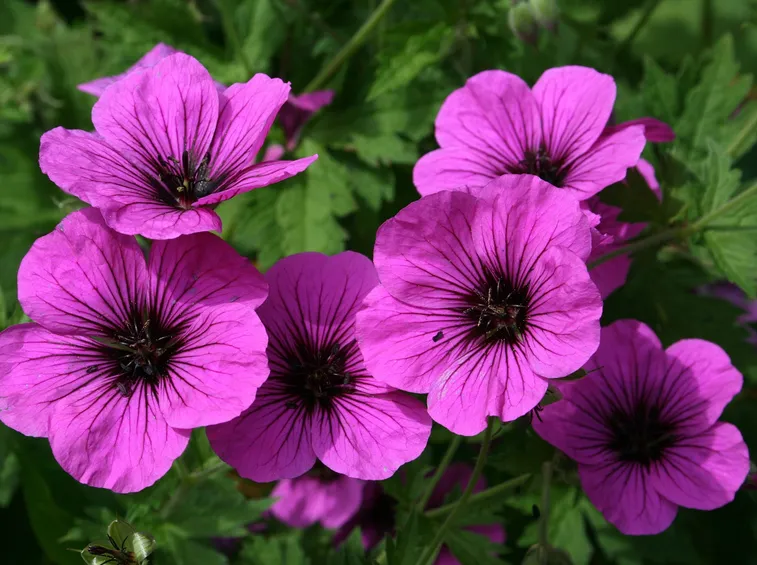 Fiore Geranio Imperiale appassito