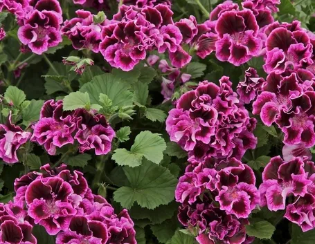 I grandi e bellissimi fiori del geranio macranta
