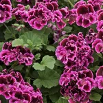 I grandi e bellissimi fiori del geranio macranta