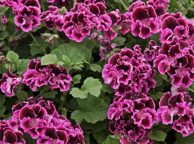 I grandi e bellissimi fiori del geranio macranta