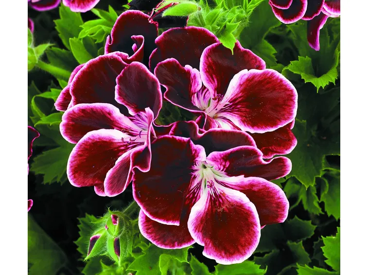 Bellissimo fiore di geranio macranta