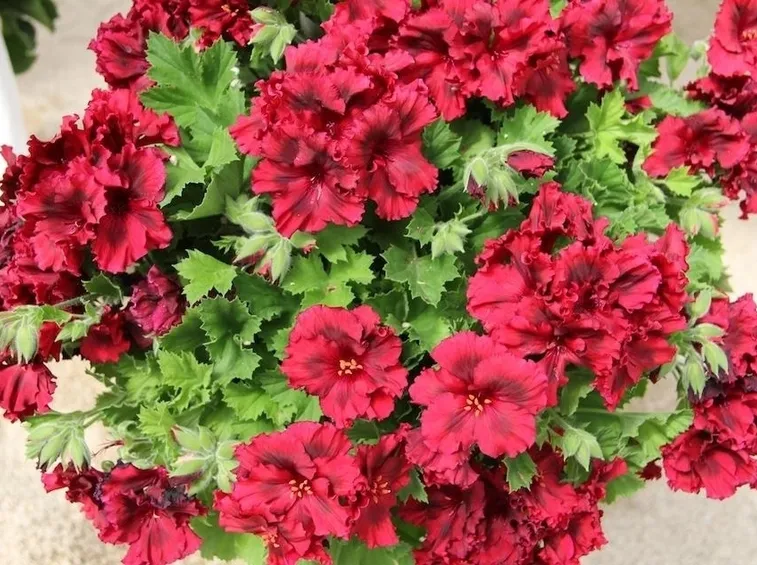Foglie e fiori di un bellissimo geranio macranta