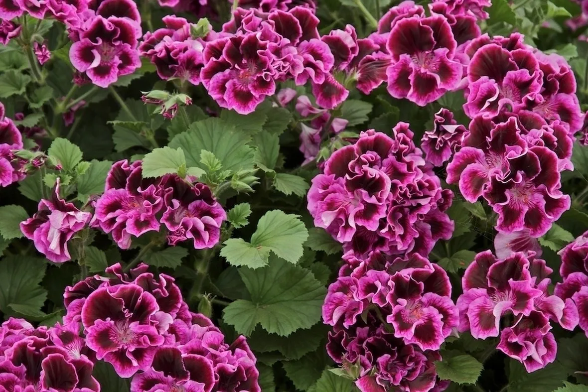 I grandi e bellissimi fiori del geranio macranta