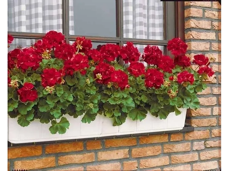balcone con geranio antizanzare
