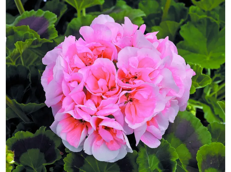 Bellissimo fiore a petali doppi di geranio zonale Frills