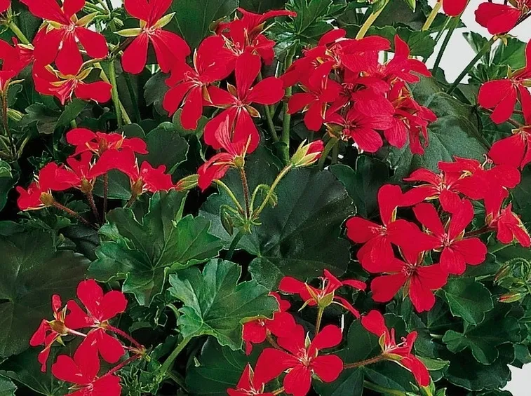 Particolare di foglie e fiori di geranio parigino