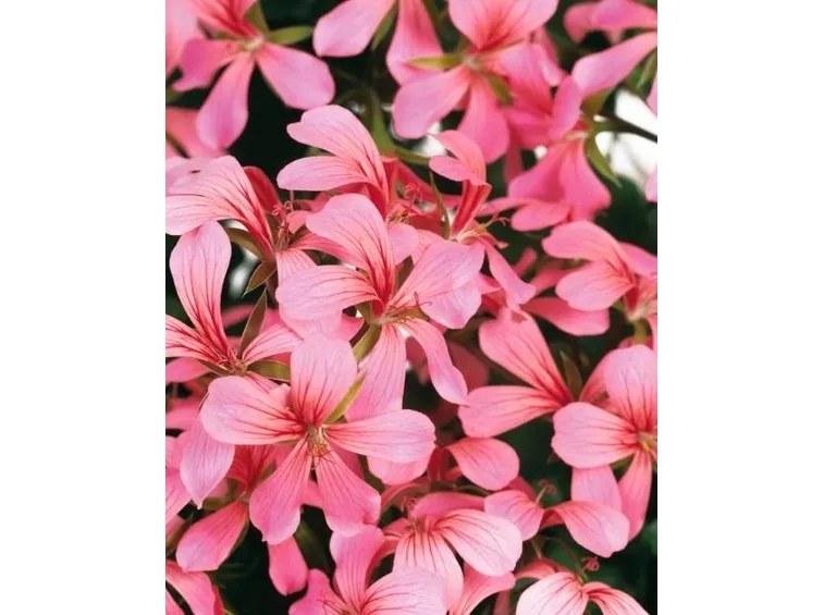Bellissimi fiori di geranio parigino rosa