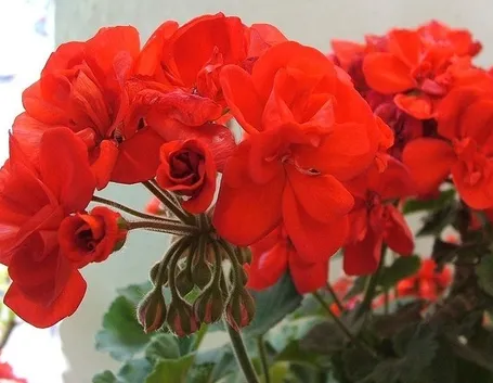 Esemplare di geranio in fiore
