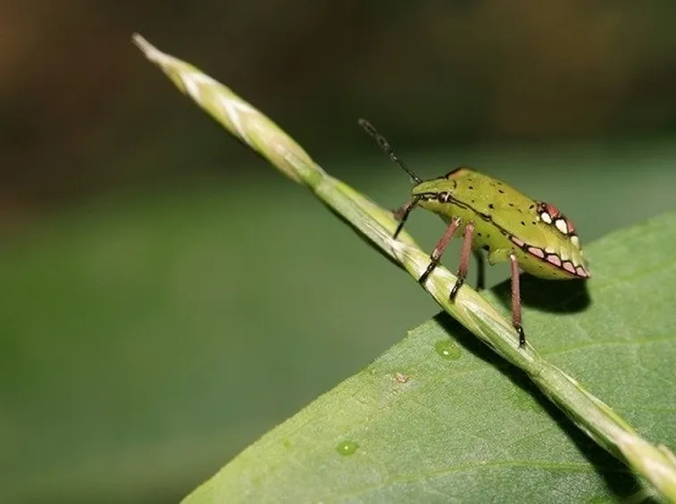 Parassiti animali