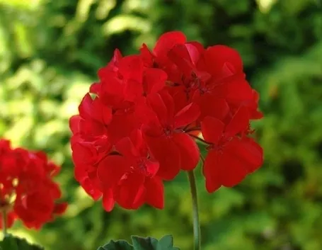 Fiore di Pelargonium zonale