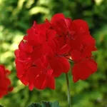 Fiore di Pelargonium zonale