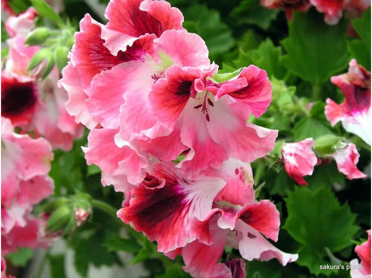 Fiore di Pelargonium macranthum