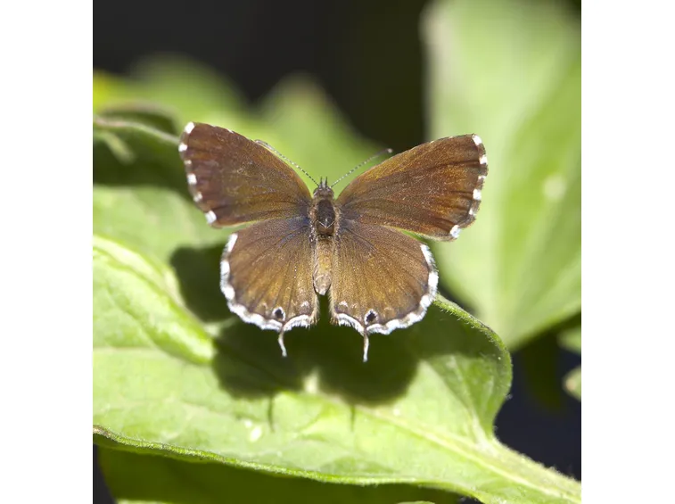Cacyreus marshalli
