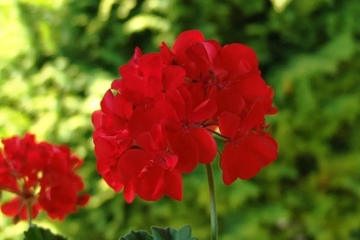 Fiore di Pelargonium zonale