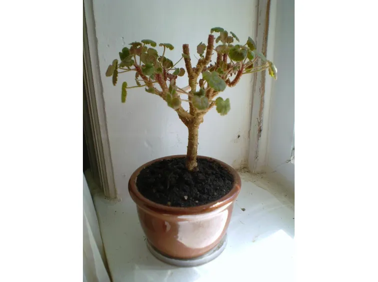 Geranio potato in vaso