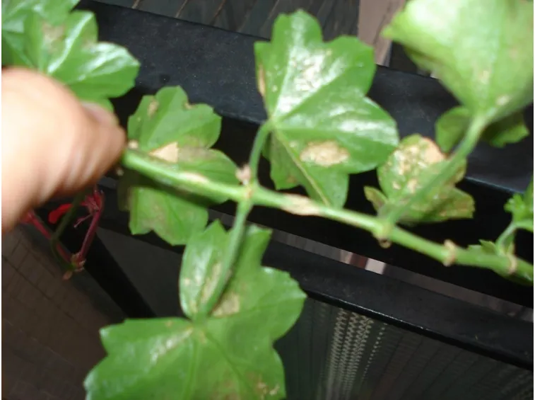 Pianta di geranio malata