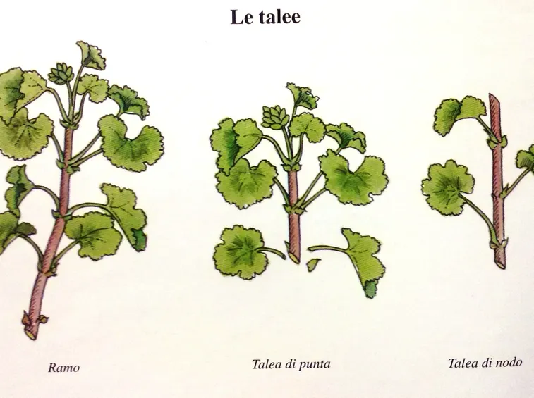 Talee di geranio