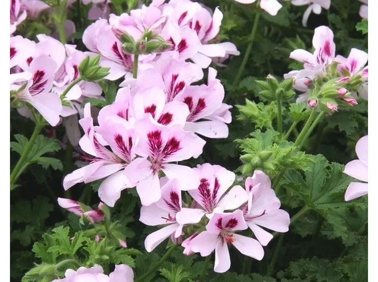 Pianta di geranio