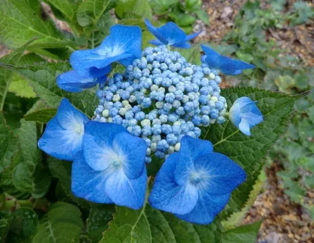 Fioritura delle ortensie