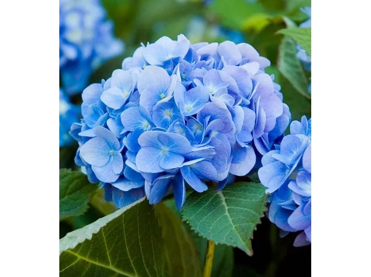 Ortensie blu; il colore è dato dal ph del terreno, in questo caso acido