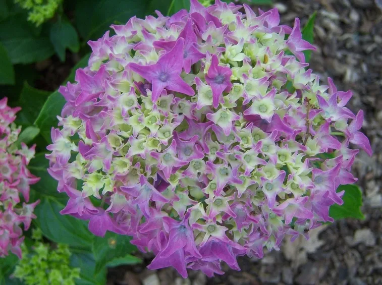 Ortensie viola