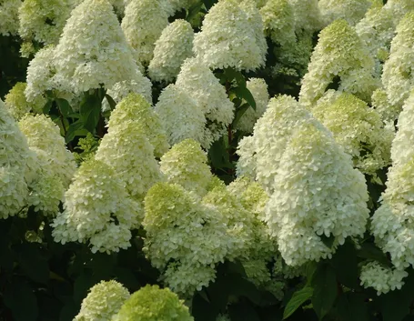 Hydrangea paniculata in fiore