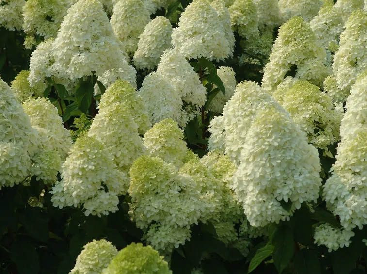 Hydrangea paniculata in fiore