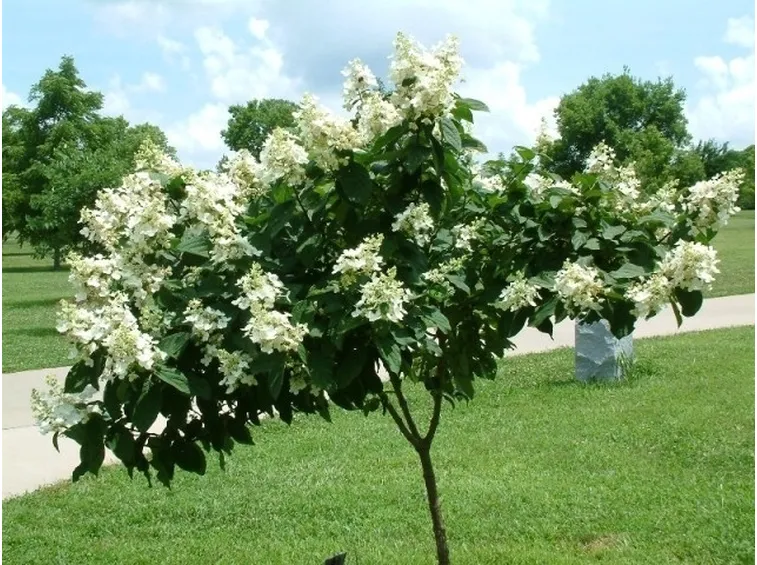 Hydrangea paniculata ad alberello