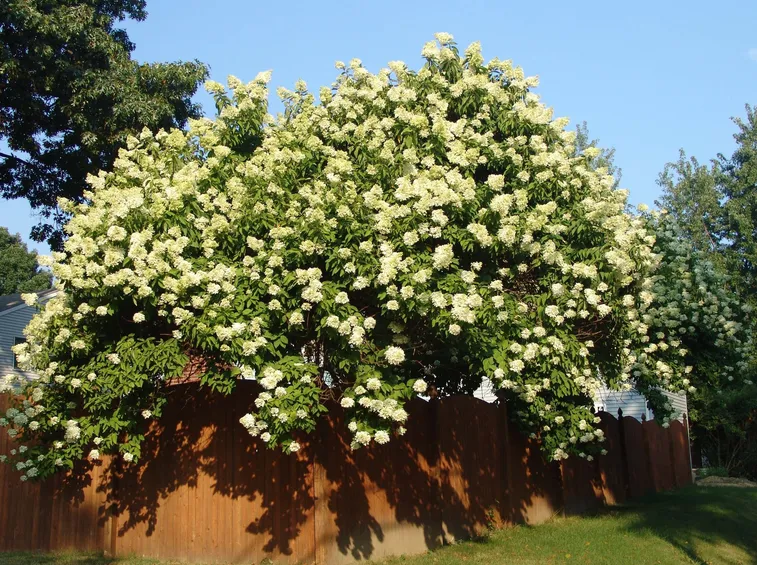 Foglia malata di hydrangea