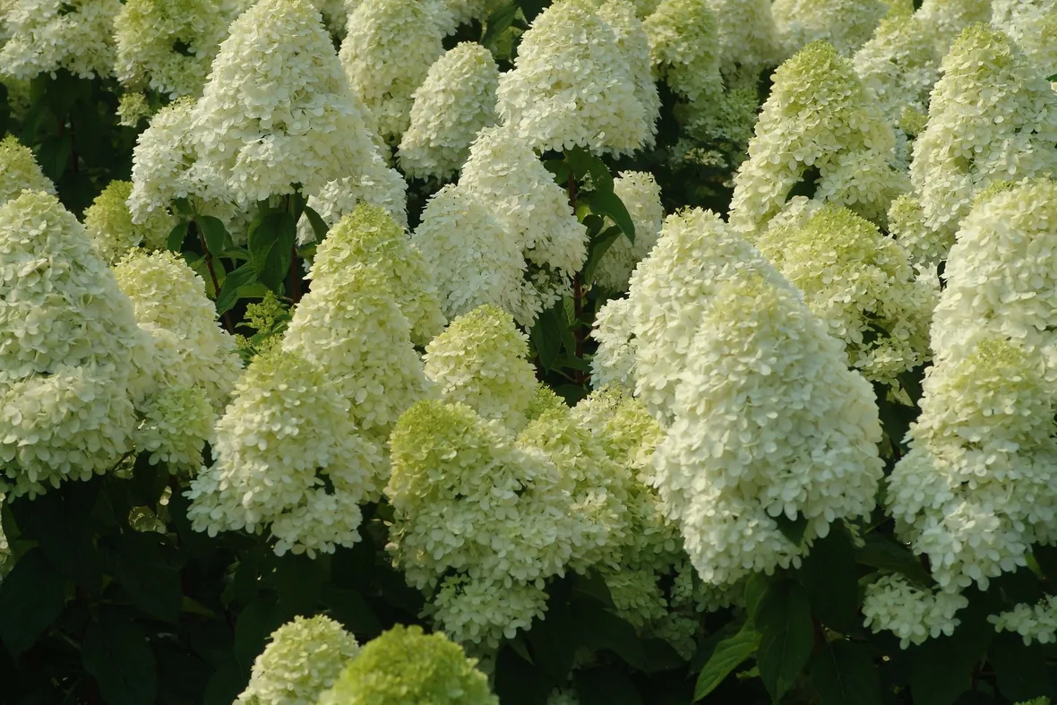 Hydrangea paniculata in fiore