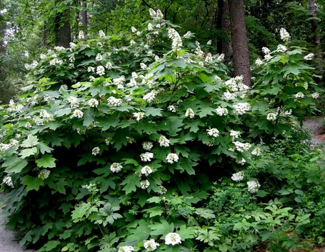 Ortensia Snow 