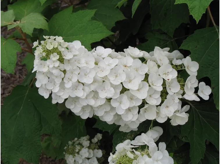 Hydrangea Quercifolia Bianca