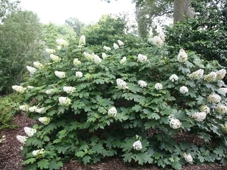 Cespuglio di Hydrangea Snow Queen