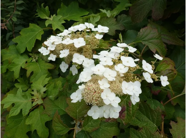 Hydrangea Harmony