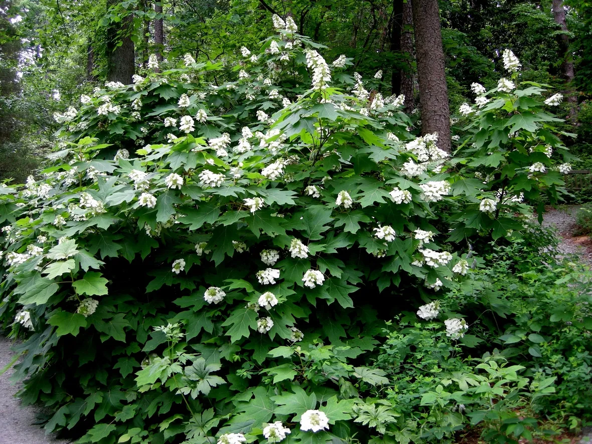 Ortensia Snow 