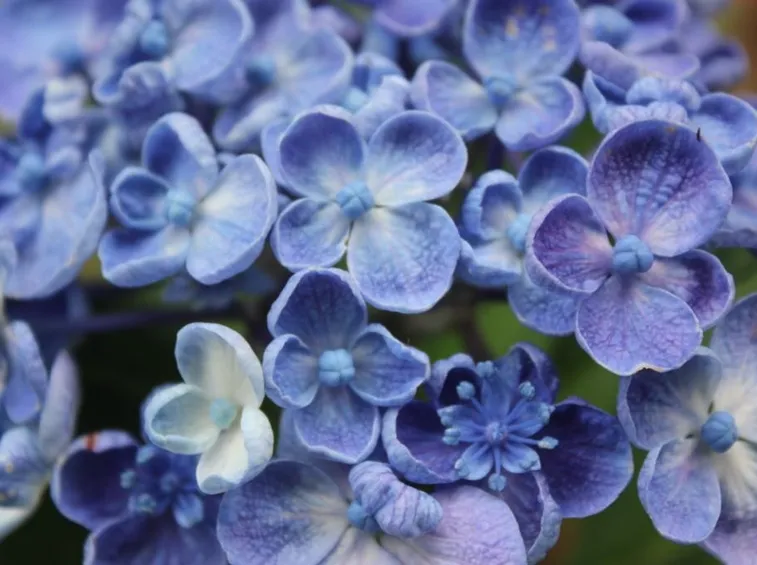 Ortensia blu